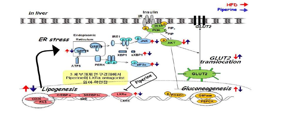 Possible molecular mechanisms through which dietary piperine may attenuatehepatic steatosis and insulin resistance induced by HFD.