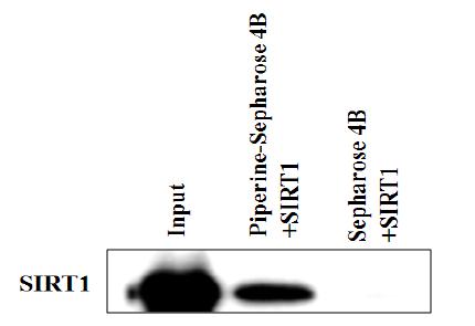 Immunoblot analysis of SIRT1 following purification by piperine-Sepharose 4Baffinity columnchromatography.