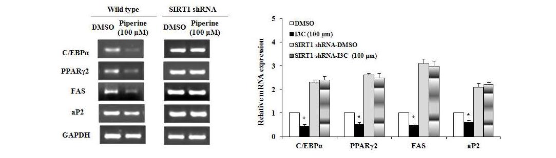 Piperine-mediated changes in the expression of adipogenic genes monitoredby reverse transcriptase polymerase chain reaction with total RNA from 3T3-L1 cells and SIRT1 knockdown cells.