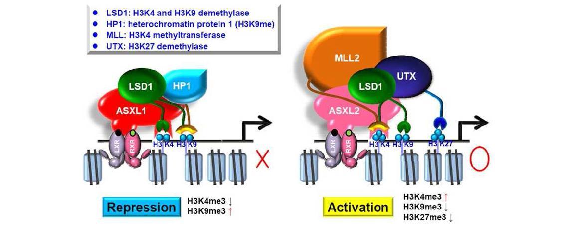 ASXL1과 ASXL2에 의한 LXRα의 상반된 활성조절