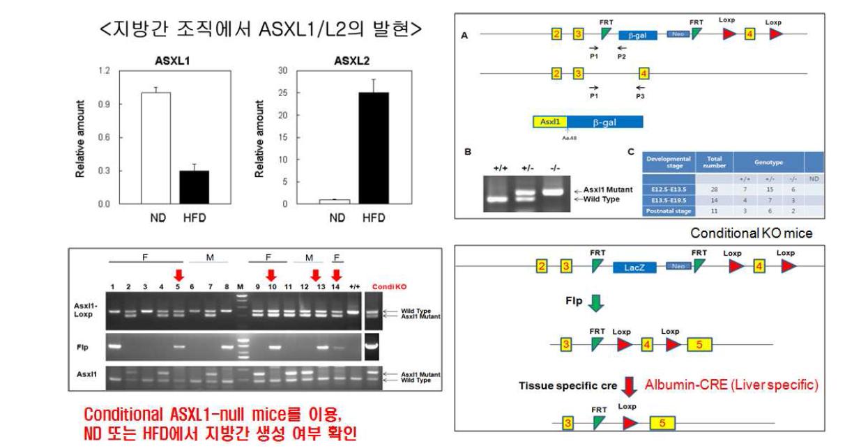 Liver-specific Asxl1 conditional knock-out mice