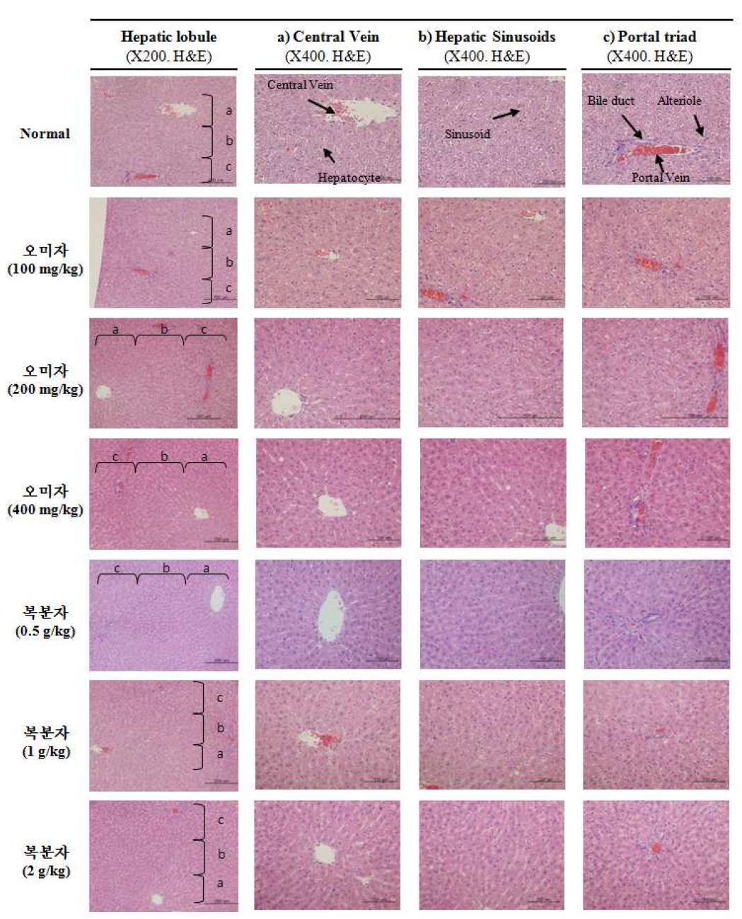 4 주 동안 오미자, 복분자 투여 후 백서 Liver 조직의 병리조직학적 검사