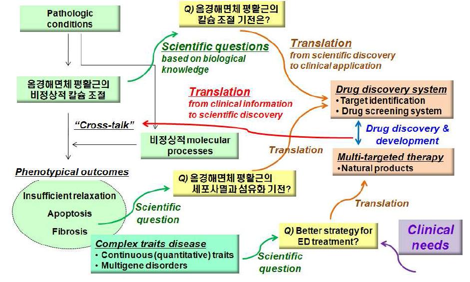 본 연구진의 translational research 전략