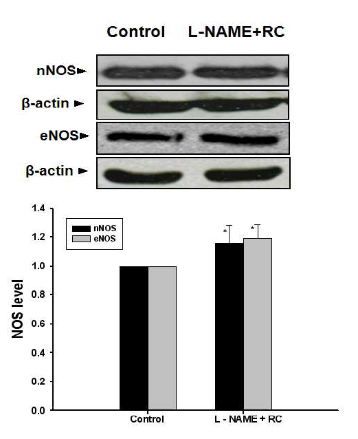 미숙과복분자 투여 시 L-NAME에 의한 NOS의 변화