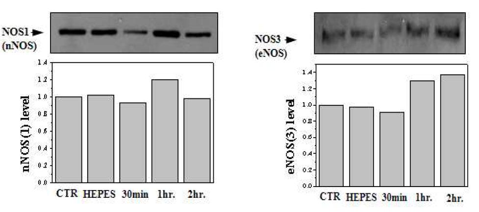 복분자 2 mg 투여 시간에 따른 NOS의 변화