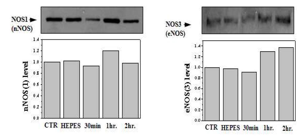 미숙과 복분자 추출물의 투여 시간에 따른 NOS의 변화