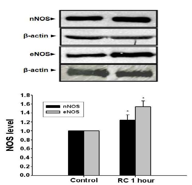 미숙과 복분자 추출물 투여에 따른 NOS의 변화