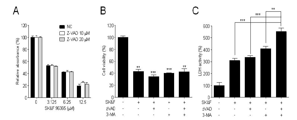 apoptosis blocker와 autophagy blocker의 효과 확인