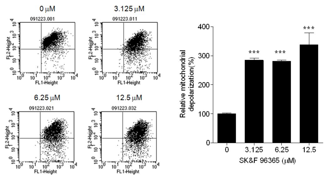 SK&F 96365에 의한 mitochondria membrane depolarization의 증가