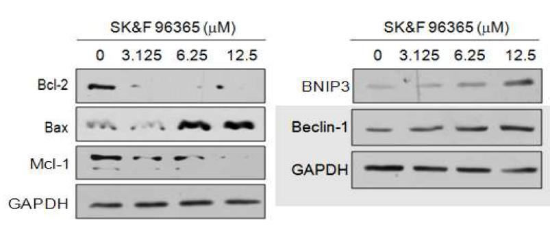 SK&F 96365에 의한 Bcl-2 family protein의 발현 변화