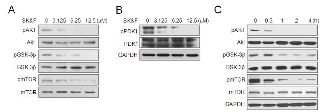 SK&F 96365에 의한 Akt-mTOR pathway의 활성 변화