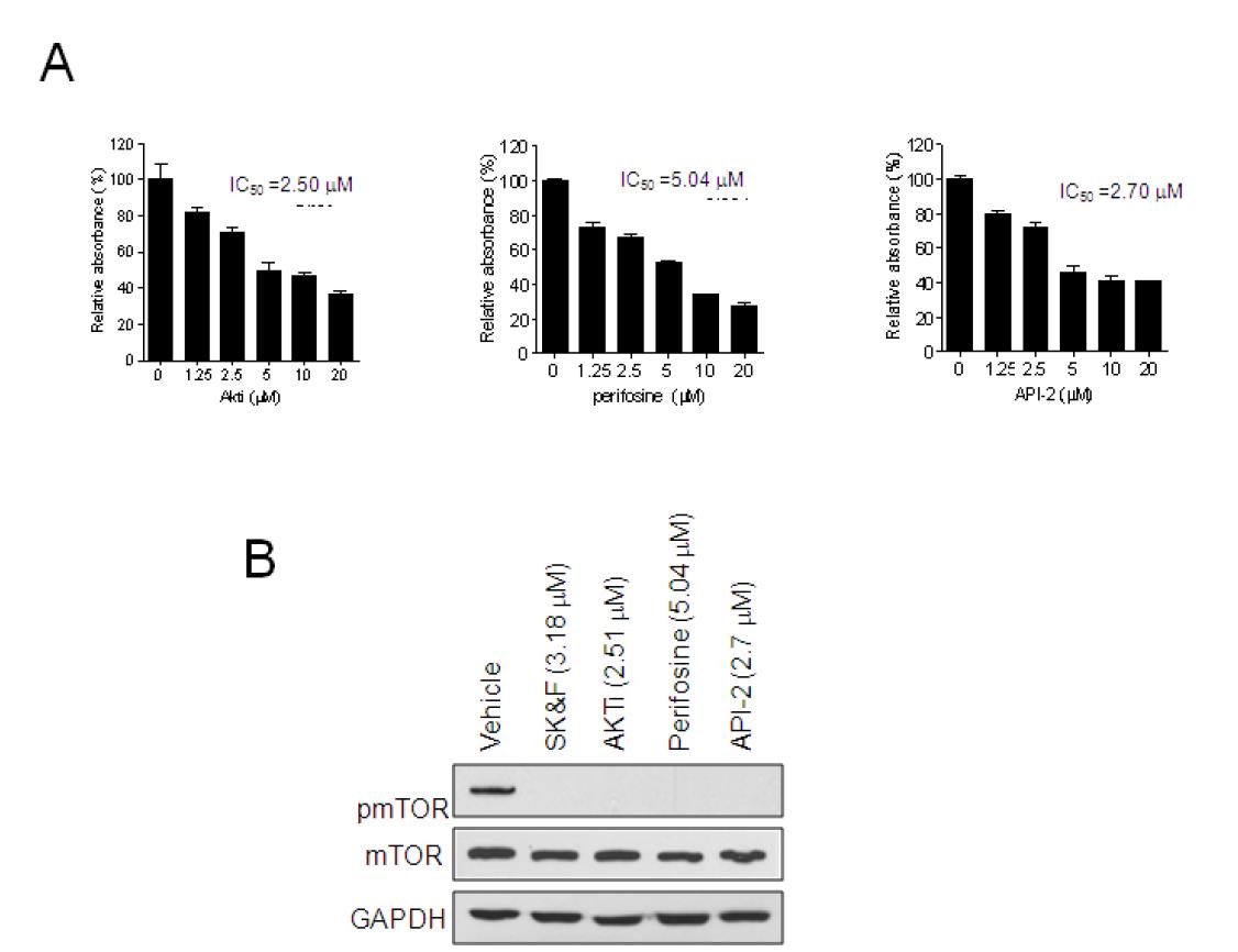 Akt inhibitor와 SK&F 96365의 비교