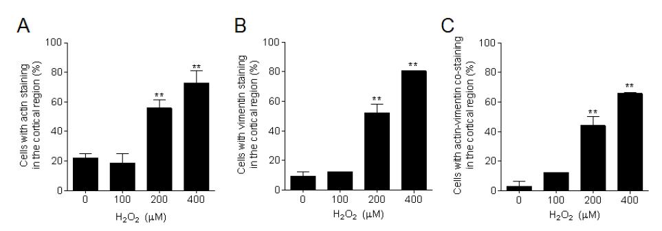 그림 21. Hydrogen peroxide에 의한 leading edge의 actin-viment co-staining 증가