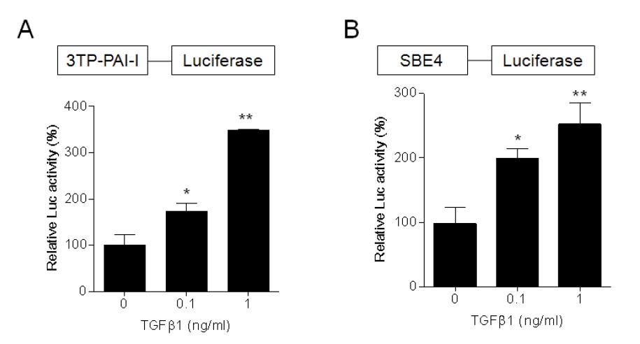 TGF-β1에 의한 firefly luciferase reporter gene의 활성 증가