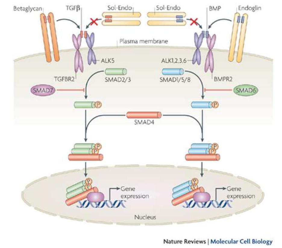 Samd signaling pathway