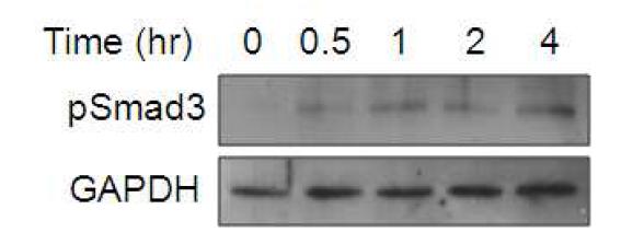 TGF-β 처리에 의한 smad protein의 phosphorylation 확인