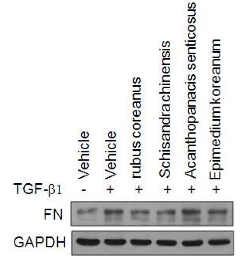 천연물 분획(추출물)의 TGF-β에 의한 ECM protein 생성 억제 확인
