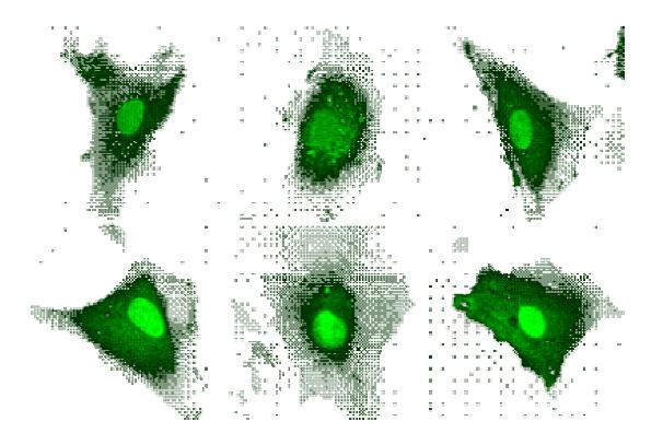 A7r5세포에서 TRP blocker들을 처리후 GFP-LC3를 이용하여 confocal image analysis로 autophagy 관찰