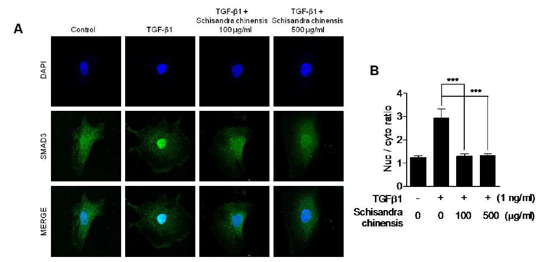 오미자 분획 처리에 의한 Smad 3의 translocation 억제 효과