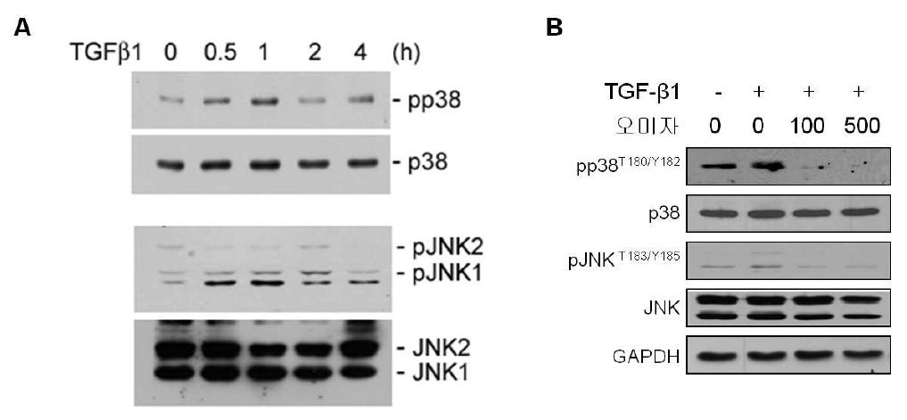 TGF-β1에 의한 MAPK 활성화와 오미자의 TGF-β1에 의한 MAPK 활성화 억제 효과