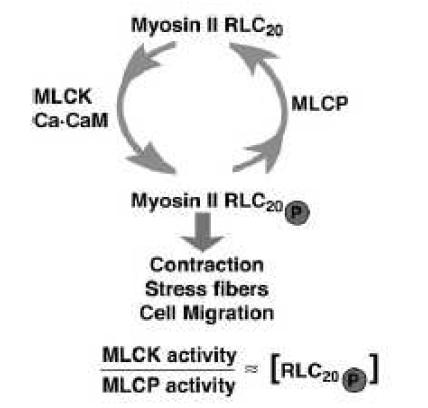 MLC의 phosphorylation에 따른 stress fiber 형성