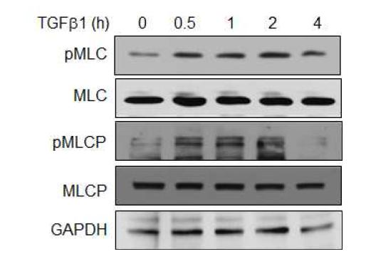 TGF-β 자극에 의한 시간대별 MLC 및 MLCP의 인산화