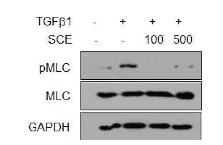 오미자 추출물 (SEC)의 TGF-β에 의한 MLC 인산화 억제 효과