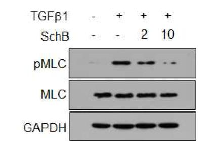 SchB의 TGF-β 자극에 의한 MLC 활성 저해 효과