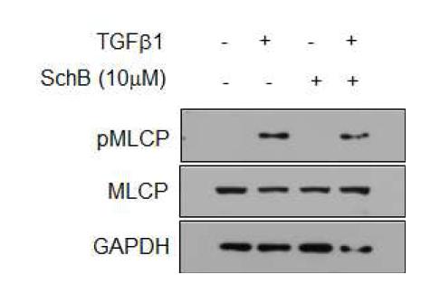 SchB는 TGF-β에 의한 MLCP 활성에 관여하지 않음