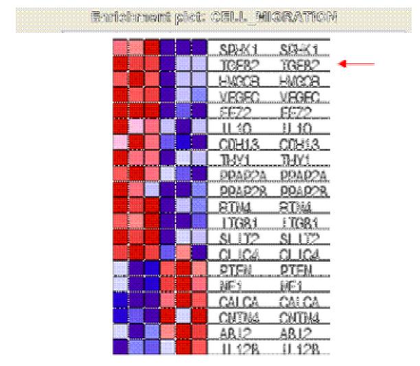 TGF-β와 TGF-β+오미자군의 migration 관련 gene set의 gene list