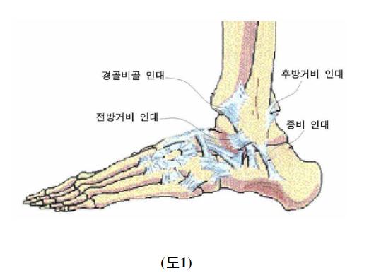 발목 해부학 도면