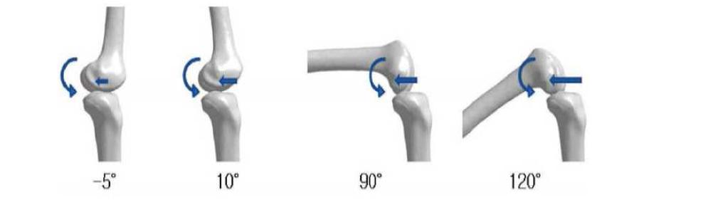 단순 굴곡/신전에 따른 대퇴골과 경골의 거동