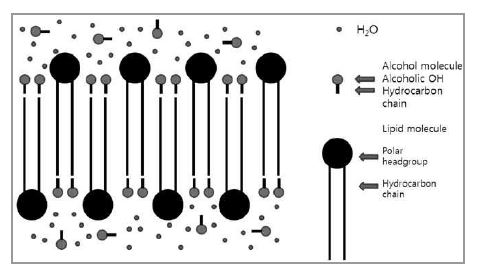 Fig. 7. 인지질/알코올 혼합에서의 서로 맞물리는 구조