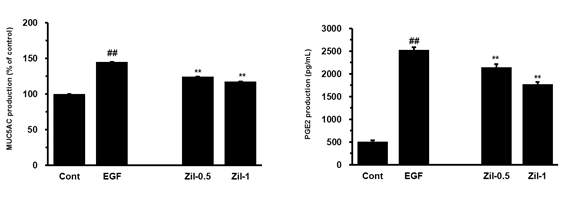 Effect of montelukast and zileuton on EGF-induced PGE2 production in NCI-H292 cells.