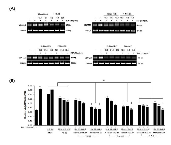 Effect of montelukast and KE-20 extracts on EGF-induced MUC5AC mRNA level in NCI-H292 cells.