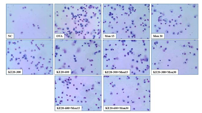 Effects of KE-20+Montelukast on recruitment of inflammatory cells into BALF of OVA-mice.