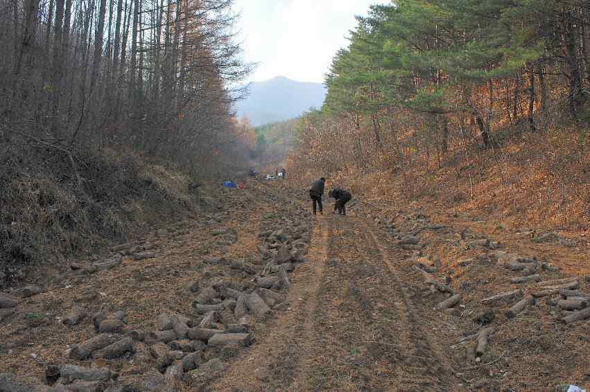 경북 김천시 부항면 대야리 천 마재배지