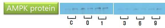 Fig. 212. The AMPK protein expression in soleus muscle on forced swimming test