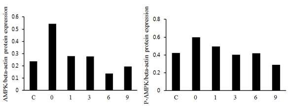 The AMPK and p-AMPK protein expression in soleus muscle on forced swimming test