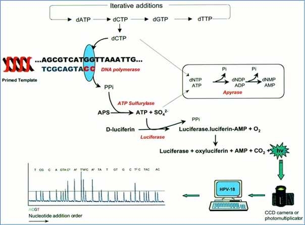 Fig. 3-6-1. Schematic diagram of pyrosequencing technique