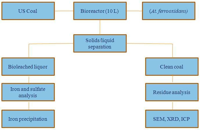 Fig. 3-6-12. Flow-sheet of scale up study on desulphurisation of US coal using At. ferrooxidans.