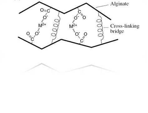 cross-linking bridge 구조의 alginate bead