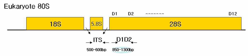 미세조류 동정, 분리 배양 및 DNA work sequence (rRNA 28S D1D2)