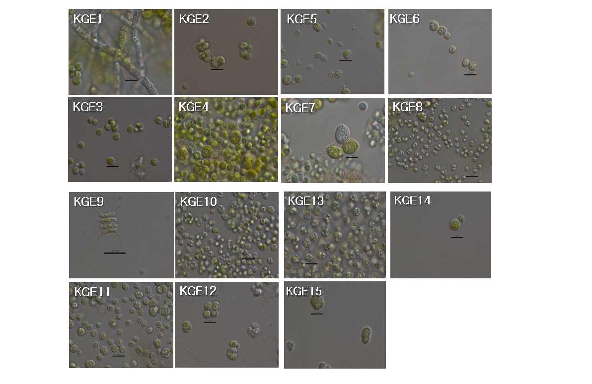 미세조류의 광학현미경 사진(KGE9 ~ KGE15)_scal bar = 10um