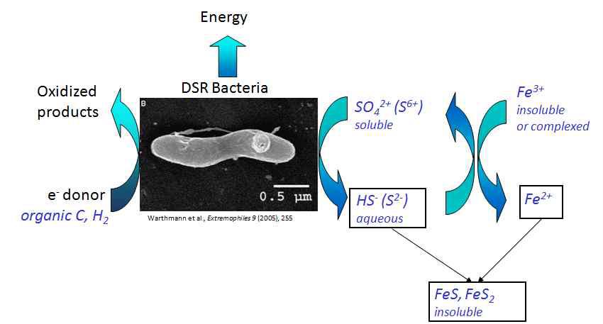 황환원 미생물에 의한 철과 황의 제거과정 모식도