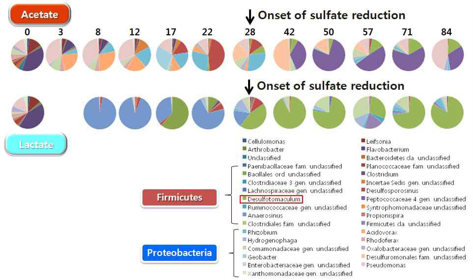 Acetate 또는 Lactate를 첨가한 후 미생물 군집 변화