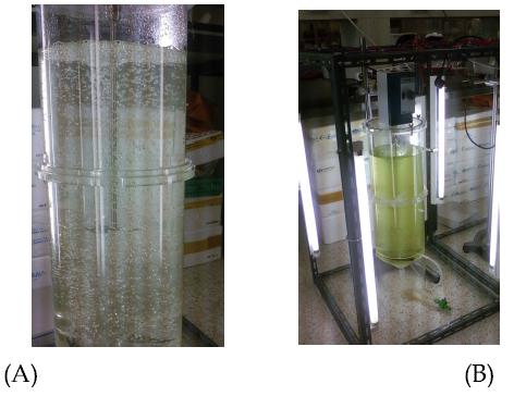 미세조류배양기를 이용한 미세조류 배양 (A) 배양전, (B) 배양중