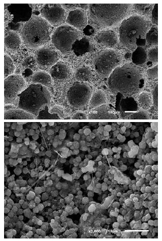 Self-setting 방식으로 성형된 콜로이드 입자 안정화 제올라이트 폼의 SEM 분석 결과
