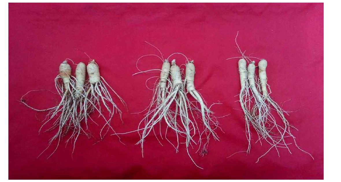 Growth characteristics of underground part of 3-year-old ginseng in bed soil substrates (Observed on July 15, 2013).