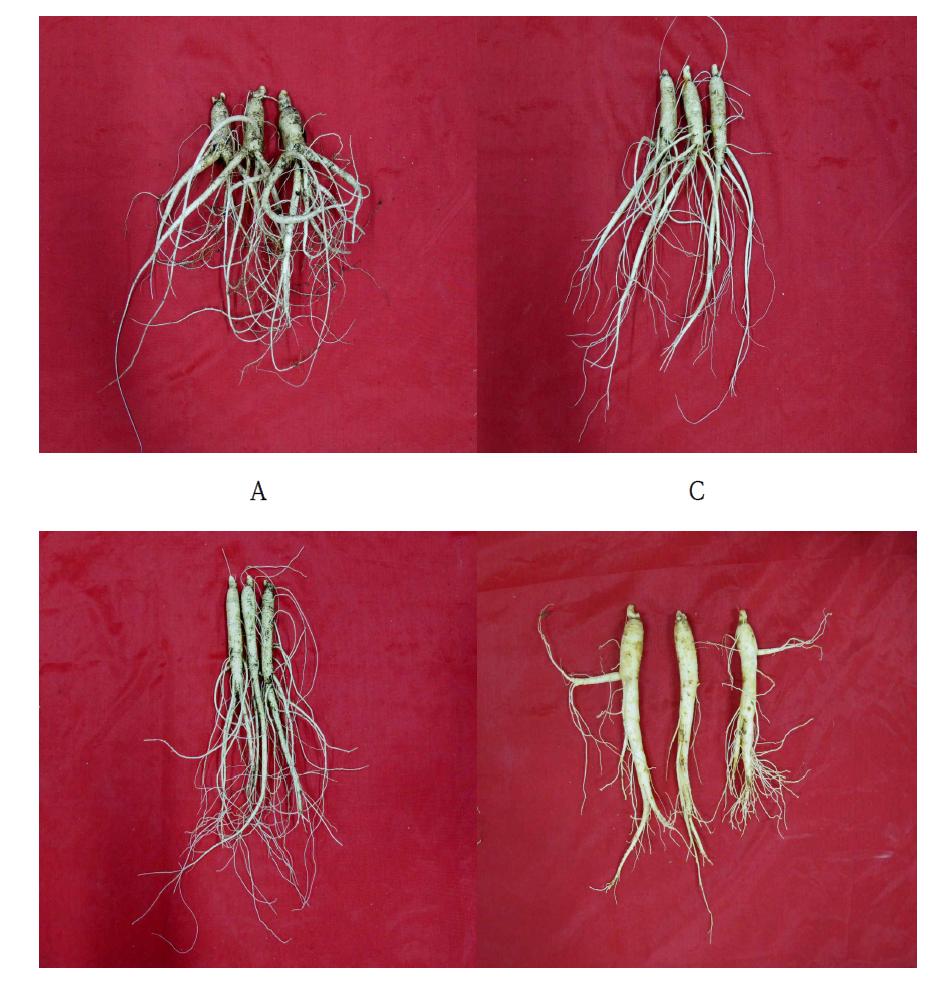 Growth characteristics of underground part of 3-year-old ginseng in bed soil substrates (Observed on October 1, 2013).